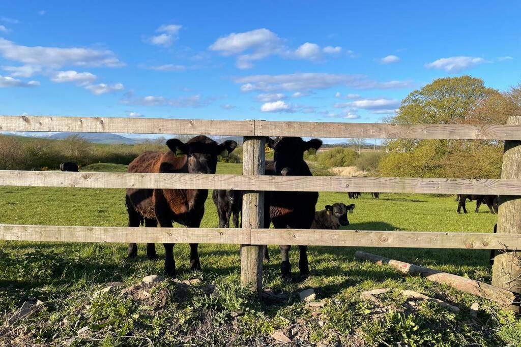 Galloway Farmstay Broughton Newton Stewart Exteriér fotografie